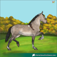 Horse Color:Brown Dun Tobiano
