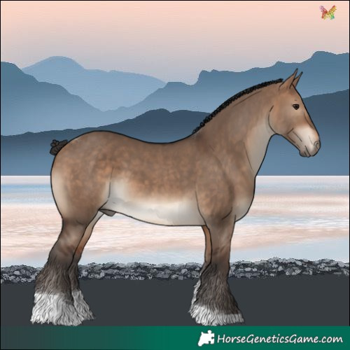 Horse Color:Bay Dun Tobiano 