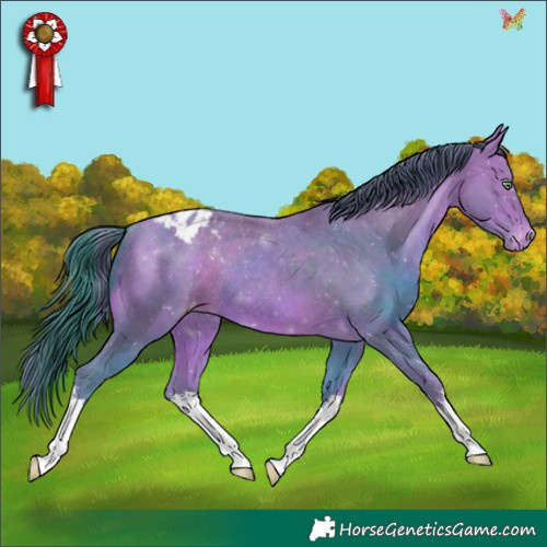 Horse Color:Watercolor White Spotted Sable Champagne Appaloosa Rabicano 