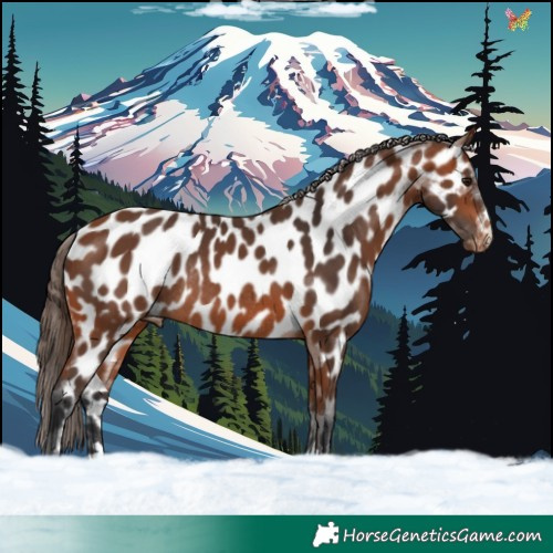 Horse Color:Bay Appaloosa Rabicano 