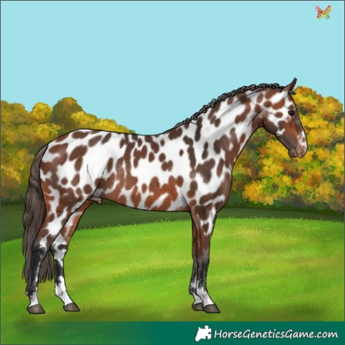 Horse Color:Bay Appaloosa Rabicano 