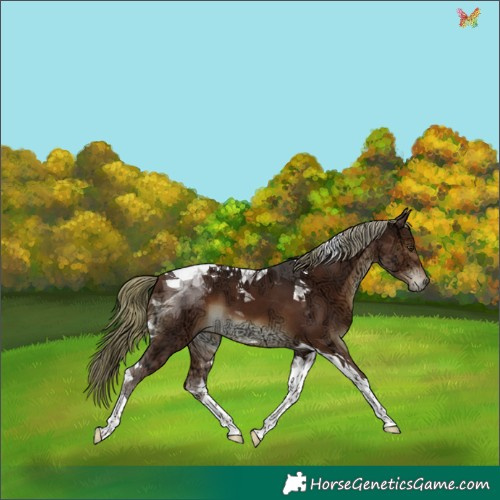 Horse Color:Liver Chestnut Ice Mushroom Tobiano 