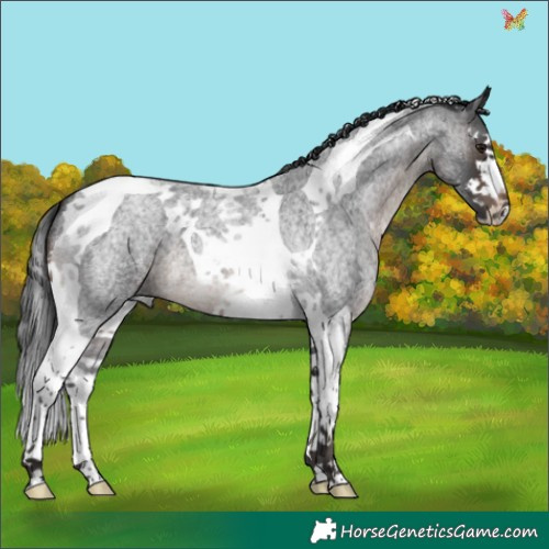 Horse Color:Brown Roan Splash Tobiano 