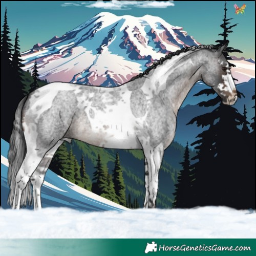 Horse Color:Brown Roan Splash Tobiano 