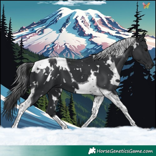 Horse Color:White Spotted Black Tobiano 