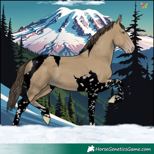 Horse Color:Classic Cream Champagne Tobiano 