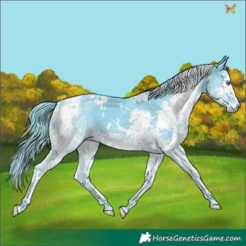 Horse Color:Watercolor White Spotted Black Splash Tobiano 