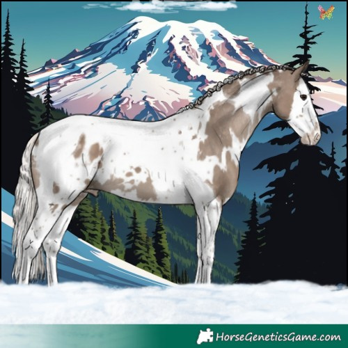 Horse Color:White Spotted Silver Grullo Splash Tobiano Blanket 