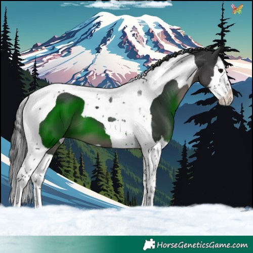 Horse Color:Black Splash Tobiano 