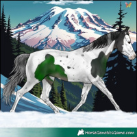 Horse Color:Black Splash Tobiano 