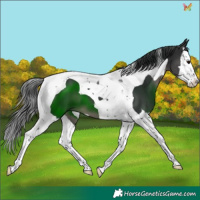 Horse Color:Black Splash Tobiano