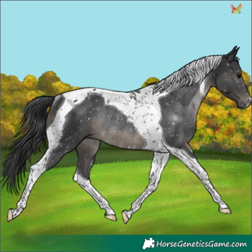 Horse Color:Black Tobiano Rabicano 