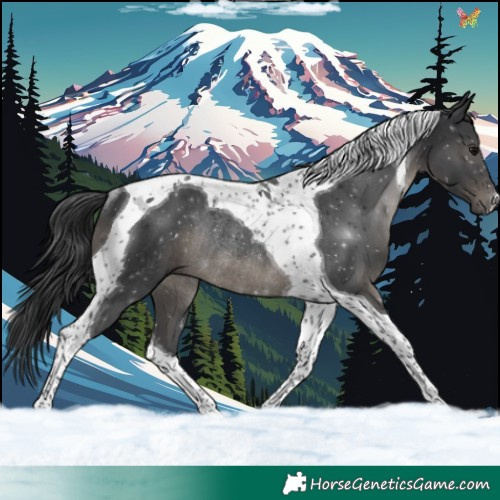 Horse Color:Black Tobiano Rabicano 