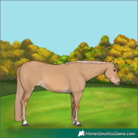 Horse Color:Red Dun 