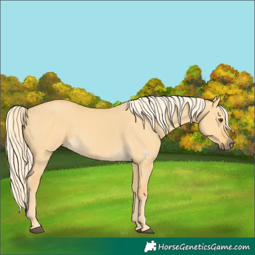 Horse Color:Palomino Dun 