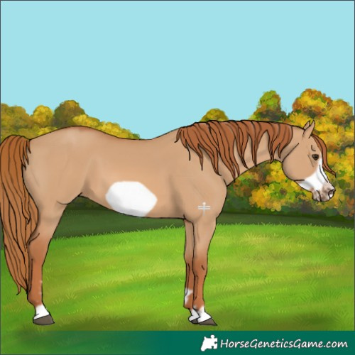 Horse Color:Red Dun Frame 