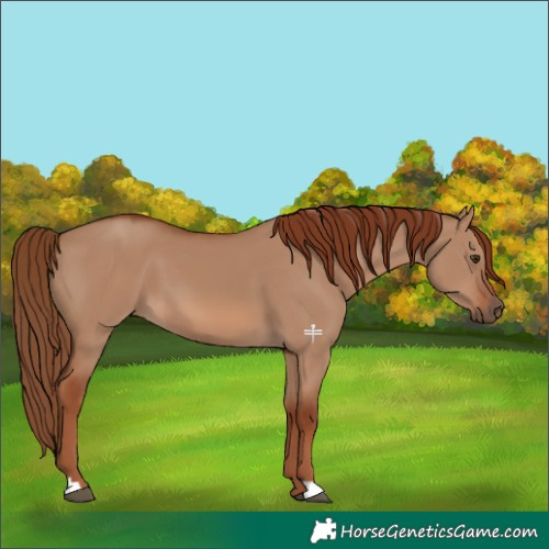Horse Color:Red Dun 