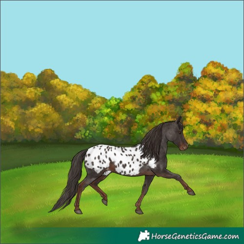 Horse Color:White Spotted Liver Chestnut Appaloosa 