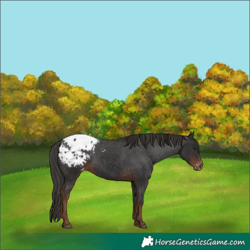 Horse Color:Liver Chestnut Appaloosa 