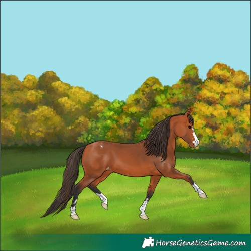 Horse Color:Bay Appaloosa 