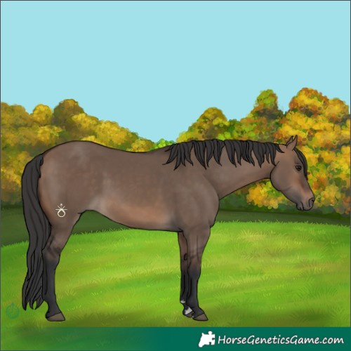 Horse Color:Brown Dun 