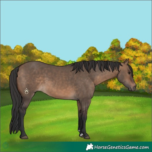 Horse Color:Brown Dun 