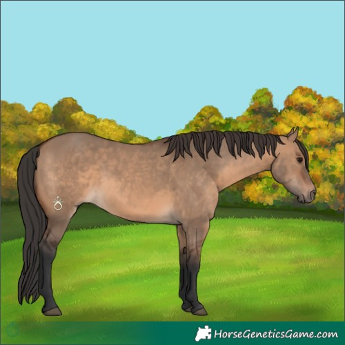Horse Color:Brown Dun 