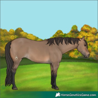 Horse Color:Brown Dun 