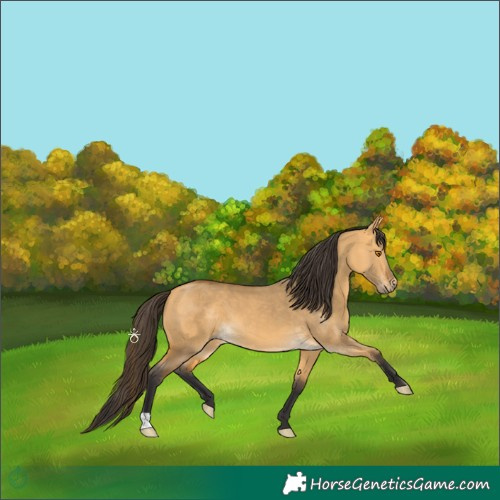 Horse Color:Buckskin Dun 
