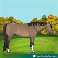 Horse Color:Brown Dun Tobiano 