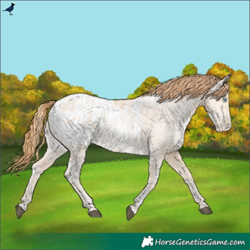 Horse Color:Buckskin Ice Pearl Blanket Rabicano