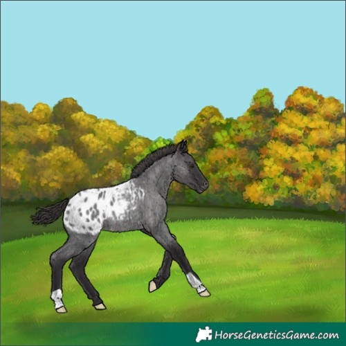 Horse Color:Smoky Blue Roan Appaloosa
