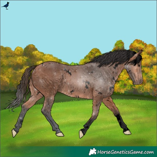 Horse Color:Void White Spotted Bay 