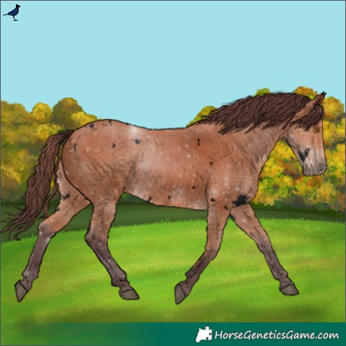 Horse Color:Void White Spotted Chocolate Bay Rabicano