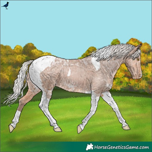 Horse Color:Silver Bay Ice Tobiano Blanket Rabicano 