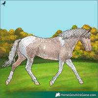 Horse Color:Silver Bay Ice Tobiano Blanket Rabicano