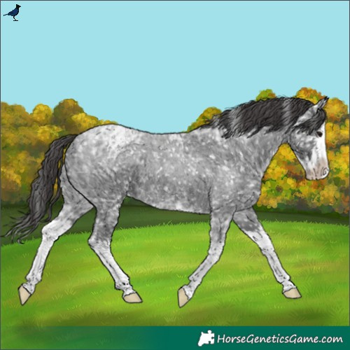 Horse Color:Blue Ice Roan Splash Snowflake Varnish Rabicano 