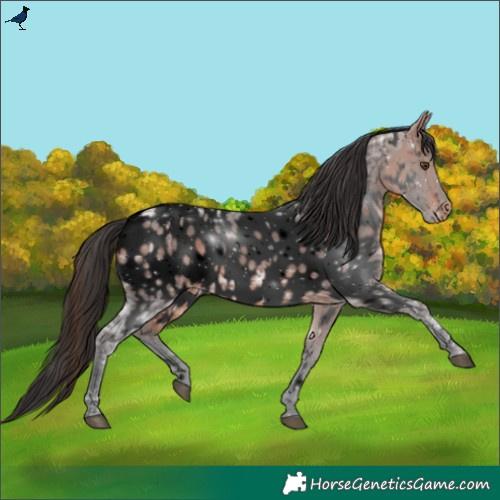 Horse Color:Void White Spotted Bay Ice Appaloosa Rabicano 