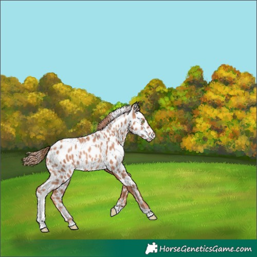 Horse Color:Gold Champagne Tobiano Near Leopard