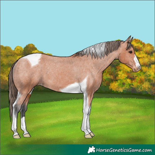 Horse Color:Bay Tobiano Appaloosa 
