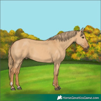 Horse Color:Red Dun 