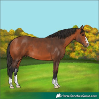 Horse Color:Bay 