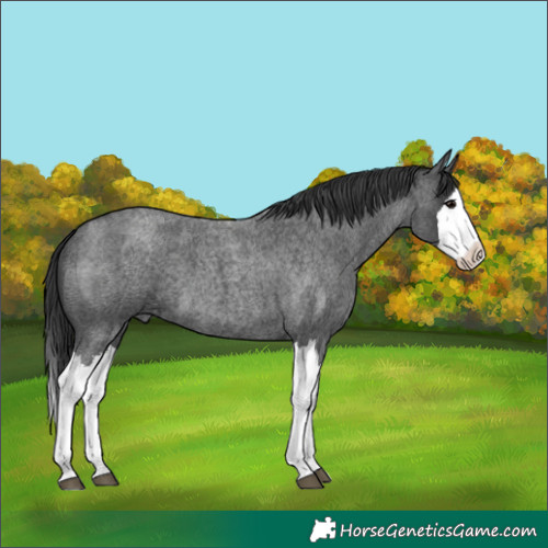 Horse Color:Blue Roan Splash 