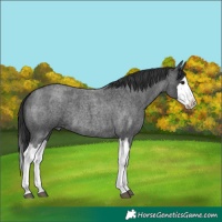 Horse Color:Blue Roan Splash 
