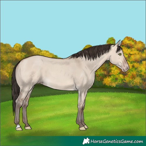 Horse Color:Amber Champagne Dun 