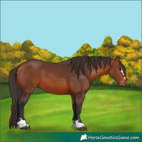 Horse Color:Bay Appaloosa 