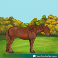 Horse Color:Chestnut 