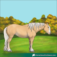 Horse Color:Silver Amber Cream Champagne Rabicano 