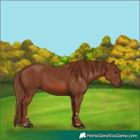 Horse Color:Chestnut 