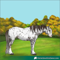 Horse Color:Liver Chestnut Sabino Splash Appaloosa  and Liver Chestnut Sabino Splash Frame Appaloosa 